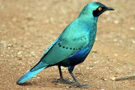 Find the perfect starling bird stock illustrations from getty images. Greater Blue Eared Starling