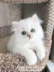Doll Face Shaded Silver Persian Kittens For Sale