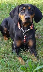 Black And Tan Dog Breeds List Austrian Black And Tan Hound Black Dogs Breeds Dog Breeds Medium Hound Breeds