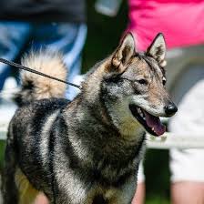 Image result for západosibiřská lajka