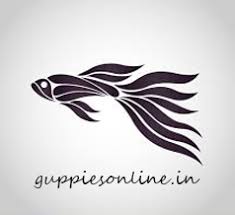 Guppies Online Guppy Fish Guppy Fish Tank Guppy Fish Food