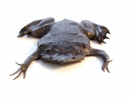Nice capture of a surinam toad with babies emerging from her back. Surinam Giant Toad For Sale Reptiles For Sale