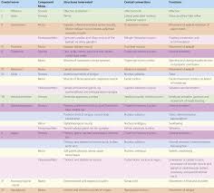 cranial nerves and cranial nerve nuclei neupsy key