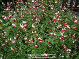 Pin On Exteriors And Gardens