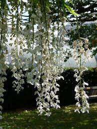 White Trailing Flowers Kew Gardens Kew Gardens Kew Gardens London White Flowers