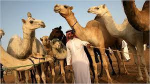 1931, doubleday, doran & co., inc. Camels Go Easily Through The Eyes Of Admirers The New York Times