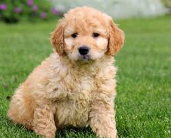 Looking for hypoallergenic goldendoodle puppy to add to the family? Mini Goldendoodle For Sale Near Me Mini Goldendoodle
