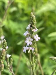 Image result for Verbena officinalis