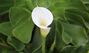 Maybe you would like to learn more about one of these? Flowers That Start With C Info List With Pictures
