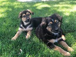 •our german shepherds are quality west. Australian Shepherd German Shepherd Mix The Best Dog K9 Web