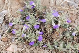 Image result for Blepharis affinis