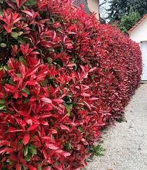 Photinia Hecke Red Robin 1a Heckenpflanzen Baldur Garten