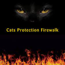 Cat Protection Bridgend Adoption Centre Home Facebook