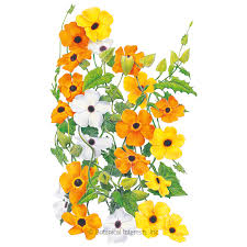 View other commonly requested plants on our wiki! Black Eyed Susan Vine Seeds Flowers Botanical Interests