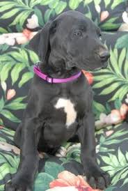 Browse thru great dane puppies for sale near greensboro, north carolina, usa area listings on puppyfinder.com to find your perfect puppy. Litter Of 9 Great Dane Puppies For Sale In Conover Nc Adn 68527 On Puppyfinder Com Gender Female Age 8 Weeks Old Great Dane Puppy Dane Puppies Great Dane