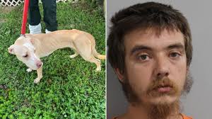Man arrested after dog found dead, 2 others malnourished in Polk cruelty  case: 'A great disregard for life'
