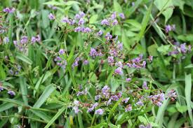 Image result for Murdannia simplex