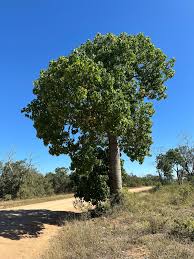 Image result for Brachychiton australis