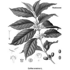 Image result for Coffea