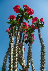 Beautiful flowers cactus plants planting flowers agaves amazing flowers flowers bloom cactus flower flowering succulents. Crown Of Thorns Cacti And Succulents Cactus Flower Cactus Plants