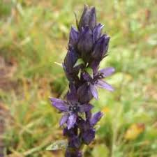 Image result for Swertia eminii