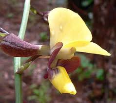 Image result for Eulophia streptopetala