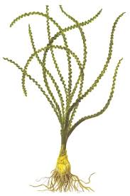 Image result for Crinum subcernuum