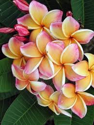 Jungle Jacks Thailand Plumerias Plumeria Flowers Plumeria Frangipani