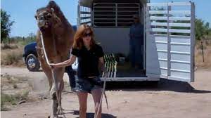 Yes there is a small camel in the picture.it is located on the south apart from the camel this is a masterpiece of a painting because as you see there is a mans face it is very difficult to find the camel here because there are so many photos of so many animals. Camel Training Loading Into A Trailer Youtube