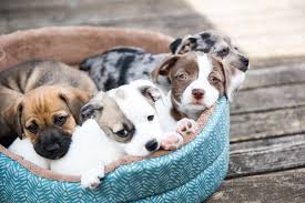 Mais comment bien choisir ? Quelle Nourriture Royal Canin Choisir Pour Les Chiots De Deux Mois Zoobio Fr