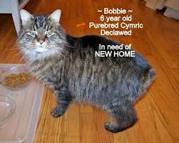 Declawing cat asks adopters not to declaw adopted cats. Declawed Cats For Adoption Near Me Petfinder