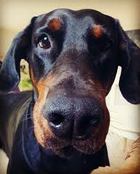 Pin By S Savage On Dogs Doberman Dogs Doberman Doberman Rescue