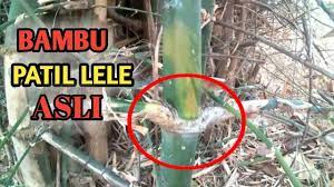 Kekuatan magis yang terdapat pada bambu petuk dipercaya banyak masyarakat bahwasanya bisa memberikan manfaat supranatural. Bambu Patil Lele Pring Patil Lele Youtube