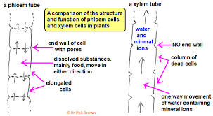 Root epidermal cells have very thin walls; Transport In Plants Transpiration Potometer Water Movement Gas Exchange Systems Phloem Tubes Xylem Tubes Root Hair Cells Absorption Water Mineral Nutrients Importance Deficiency Effects Igcse O Level Gcse 9 1 Biology Revision Notes Examinations