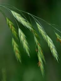 Image result for Bromus catharticus