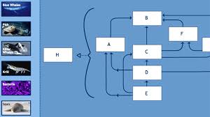 Antarctic Food Web Game Pbs Learningmedia