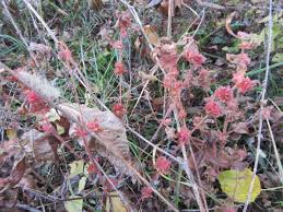 Image result for Acalypha polymorpha