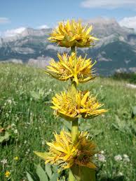 Daftar lengkap kode harga paket internet tri (3, three) 3g 4g unlimited kuota++ harian dan bulanan harga termurah terbaru 2019. The Natural Health Benefits Of Gentian Root Good Witches Homestead