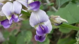 Image result for Crotalaria verrucosa