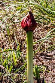 Image result for Sopubia lanata