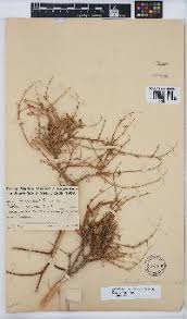 Image result for Melolobium