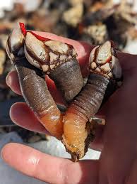 Percebes  Gooseneck Barnacles - European — Buena Vista Seafood