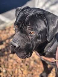 To learn more about each adoptable dog, click on the i icon for some fast facts, or click on their name or photo for full details. 900 Adoptable Dogs Ideas In 2021 Dogs Up For Adoption Dogs Dog Adoption