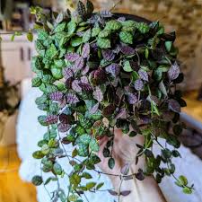 Image result for Rothia hirsuta