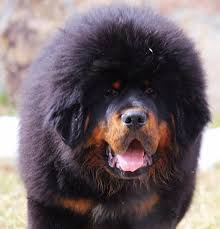While a female tibetan mastiff can grow at least 24 inches and can weigh between 70 to 130 pounds. 14 Interesting Facts About Tibetan Mastiffs The Paws