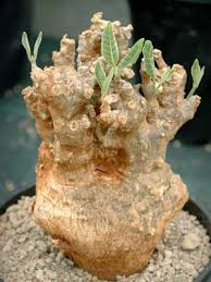 Image result for Cibirhiza