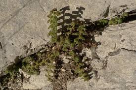 Image result for Asplenium rutifolium