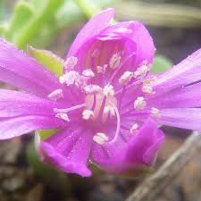 Image result for Corbichonia decumbens