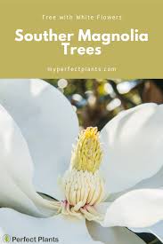 Eugenia buxifolia, willd.—iron wood.—small trees, generally—belonging to tire myrtle family. Shop Flowering Trees For Sale Buy Trees Online Perfect Plants Spring Flowering Trees White Flowering Trees Flowering Trees