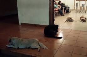 Stray Dogs Pay Tribute To Animal Lover At Her Funeral Dog Show Dogs Animals